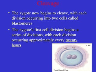 Cleavage
• The zygote now begins to cleave, with each
division occurring into two cells called
blastomeres
• The zygote's first cell division begins a
series of divisions, with each division
occurring approximately every twenty
hours
 