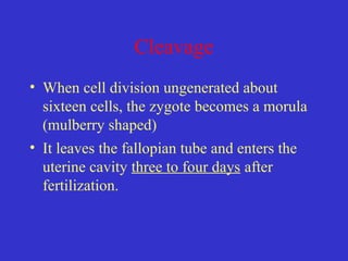 Cleavage
• When cell division ungenerated about
sixteen cells, the zygote becomes a morula
(mulberry shaped)
• It leaves the fallopian tube and enters the
uterine cavity three to four days after
fertilization.
 