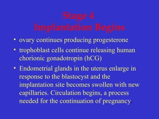 Stage 4
Implantation Begins
• ovary continues producing progesterone
• trophoblast cells continue releasing human
chorionic gonadotropin (hCG)
• Endometrial glands in the uterus enlarge in
response to the blastocyst and the
implantation site becomes swollen with new
capillaries. Circulation begins, a process
needed for the continuation of pregnancy.
 