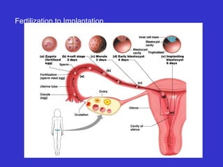 Fertilization to Implantation
 
