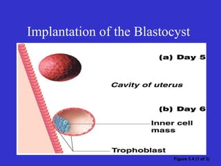 Implantation of the Blastocyst
Figure 3.4 (1 of 3)
 