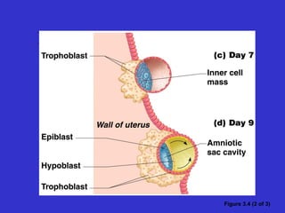 Implantation of the Blastocyst
Figure 3.4 (2 of 3)
 