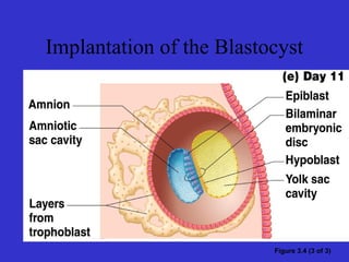 Implantation of the Blastocyst
Figure 3.4 (3 of 3)
 