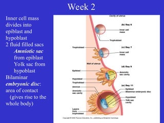 Week 2
Inner cell mass
divides into
epiblast and
hypoblast
2 fluid filled sacs
Amniotic sac
from epiblast
Yolk sac from
hypoblast
Bilaminar
embryonic disc:
area of contact
(gives rise to the
whole body)
 