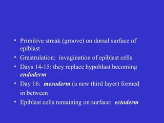 • Primitive streak (groove) on dorsal surface of
epiblast
• Grastrulation: invagination of epiblast cells
• Days 14-15: they replace hypoblast becoming
endoderm
• Day 16: mesoderm (a new third layer) formed
in between
• Epiblast cells remaining on surface: ectoderm
 