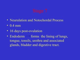 Stage 7
• Neurulation and Notochordal Process
• 0.4 mm
• 16 days post-ovulation
• Endoderm forms the lining of lungs,
tongue, tonsils, urethra and associated
glands, bladder and digestive tract.
 