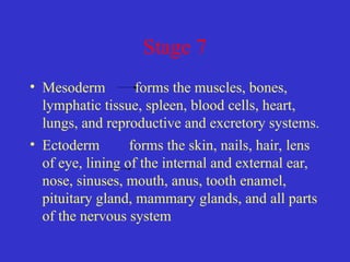 Stage 7
• Mesoderm forms the muscles, bones,
lymphatic tissue, spleen, blood cells, heart,
lungs, and reproductive and excretory systems.
• Ectoderm forms the skin, nails, hair, lens
of eye, lining of the internal and external ear,
nose, sinuses, mouth, anus, tooth enamel,
pituitary gland, mammary glands, and all parts
of the nervous system
 