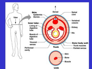 The Basic Body Plan
Figure 3.2
 