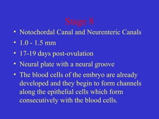 Stage 8
• Notochordal Canal and Neurenteric Canals
• 1.0 - 1.5 mm
• 17-19 days post-ovulation
• Neural plate with a neural groove
• The blood cells of the embryo are already
developed and they begin to form channels
along the epithelial cells which form
consecutively with the blood cells.
 