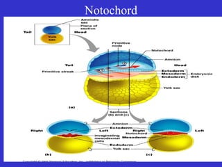 Notochord
 