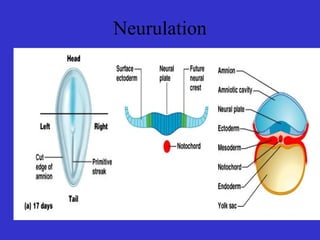 Neurulation
 