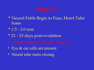 Stage 10
• Neural Folds Begin to Fuse, Heart Tube
fuses
• 1.5 - 3.0 mm
• 21 - 23 days post-ovulation
• Cardiac muscle contraction begins
• Eye & ear cells are present
• Neural tube starts closing
 