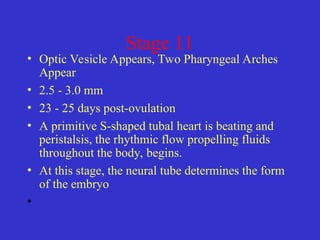 Stage 11
• Optic Vesicle Appears, Two Pharyngeal Arches
Appear
• 2.5 - 3.0 mm
• 23 - 25 days post-ovulation
• A primitive S-shaped tubal heart is beating and
peristalsis, the rhythmic flow propelling fluids
throughout the body, begins.
• At this stage, the neural tube determines the form
of the embryo
•
 