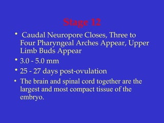 Stage 12
• Caudal Neuropore Closes, Three to
Four Pharyngeal Arches Appear, Upper
Limb Buds Appear
• 3.0 - 5.0 mm
• 25 - 27 days post-ovulation
• The brain and spinal cord together are the
largest and most compact tissue of the
embryo.
 