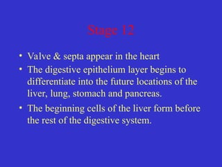 Stage 12
• Valve & septa appear in the heart
• The digestive epithelium layer begins to
differentiate into the future locations of the
liver, lung, stomach and pancreas.
• The beginning cells of the liver form before
the rest of the digestive system.
 