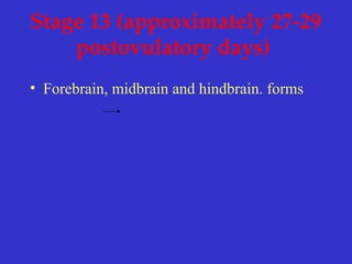 Stage 13 (approximately 27-29
postovulatory days)
• Forebrain, midbrain and hindbrain. forms
 