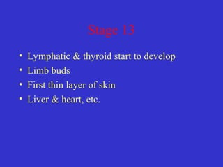 Stage 13
• Lymphatic & thyroid start to develop
• Limb buds
• First thin layer of skin
• Liver & heart, etc.
 