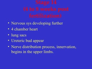 Stage 14
(4 to 8 weeks post
fertilization)
• Nervous sys developing further
• 4 chamber heart
• lung sacs
• Ureteric bud appear
• Nerve distribution process, innervation,
begins in the upper limbs.
 