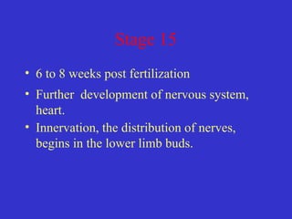 Stage 15
• 6 to 8 weeks post fertilization
• Further development of nervous system,
heart.
• Innervation, the distribution of nerves,
begins in the lower limb buds.
 