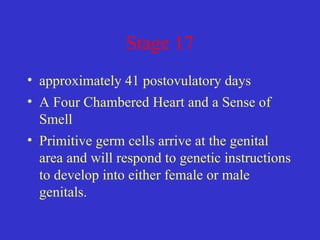Stage 17
• approximately 41 postovulatory days
• A Four Chambered Heart and a Sense of
Smell
• Primitive germ cells arrive at the genital
area and will respond to genetic instructions
to develop into either female or male
genitals.
 
