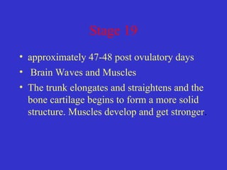 Stage 19
• approximately 47-48 post ovulatory days
• Brain Waves and Muscles
• The trunk elongates and straightens and the
bone cartilage begins to form a more solid
structure. Muscles develop and get stronger.
 