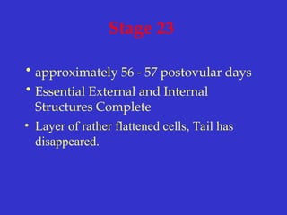 Stage 23
• approximately 56 - 57 postovular days
• Essential External and Internal
Structures Complete
• Layer of rather flattened cells, Tail has
disappeared.
 