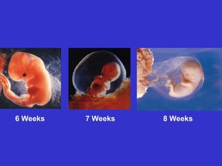 6 Weeks 7 Weeks 8 Weeks
 