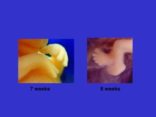7 weeks 8 weeks
 