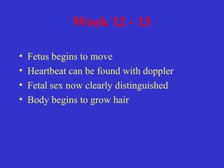 Week 12 - 13
• Fetus begins to move
• Heartbeat can be found with doppler
• Fetal sex now clearly distinguished
• Body begins to grow hair
 