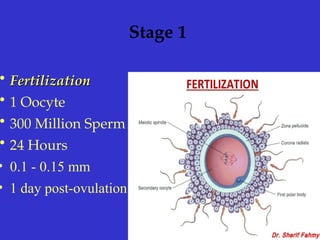 Stage 1
• Fertilization
Fertilization
• 1 Oocyte
• 300 Million Sperm
• 24 Hours
• 0.1 - 0.15 mm
• 1 day post-ovulation
 