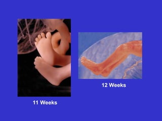 11 Weeks
12 Weeks
 