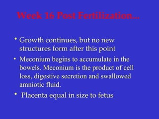 Week 16 Post Fertilization...
• Growth continues, but no new
structures form after this point
• Meconium begins to accumulate in the
bowels. Meconium is the product of cell
loss, digestive secretion and swallowed
amniotic fluid.
• Placenta equal in size to fetus
 