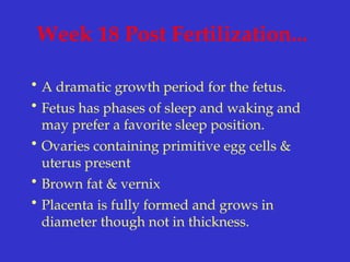 Week 18 Post Fertilization...
• A dramatic growth period for the fetus.
• Fetus has phases of sleep and waking and
may prefer a favorite sleep position.
• Ovaries containing primitive egg cells &
uterus present
• Brown fat & vernix
• Placenta is fully formed and grows in
diameter though not in thickness.
 