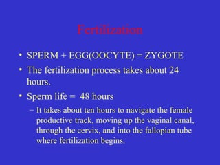 Fertilization
• SPERM + EGG(OOCYTE) = ZYGOTE
• The fertilization process takes about 24
hours.
• Sperm life = 48 hours
– It takes about ten hours to navigate the female
productive track, moving up the vaginal canal,
through the cervix, and into the fallopian tube
where fertilization begins.
 