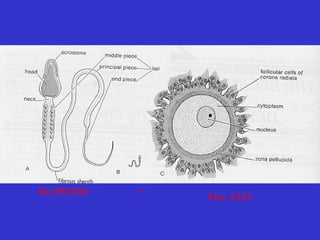 Mr.SPERM +
Mrs. EGG
 