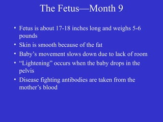 The Fetus—Month 9
• Fetus is about 17-18 inches long and weighs 5-6
pounds
• Skin is smooth because of the fat
• Baby’s movement slows down due to lack of room
• “Lightening” occurs when the baby drops in the
pelvis
• Disease fighting antibodies are taken from the
mother’s blood
 
