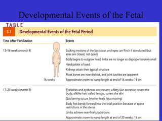 Developmental Events of the Fetal
Period
Table 3.1 (2 of 3)
 