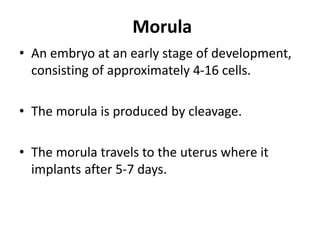 Morul EMBRYOLOGY.pptx
