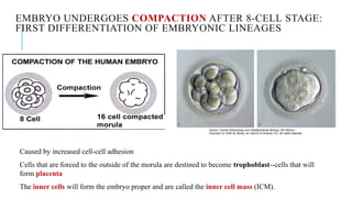 Embryo Compaction Embryology.pptx details and explanations for medical studies | PPTX