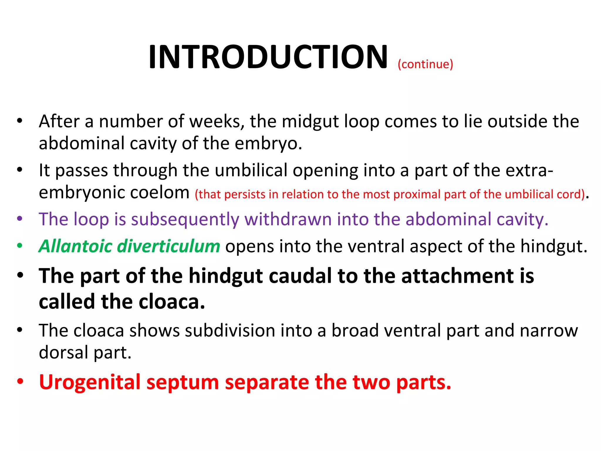 After a number of weeks, the midgut loop comes to lie outside the abdominal cavity of the embryo. It passes through the umbilical opening into a part of the extra-embryonic coelom  (that persists in relation to the most proximal part of the umbilical cord) . The loop is subsequently withdrawn into the abdominal cavity. Allantoic diverticulum  opens into the ventral aspect of the hindgut. The part of the hindgut caudal to the attachment is called the cloaca. The cloaca shows subdivision into a broad ventral part and narrow dorsal part. Urogenital septum separate the two parts. INTRODUCTION  (continue) 