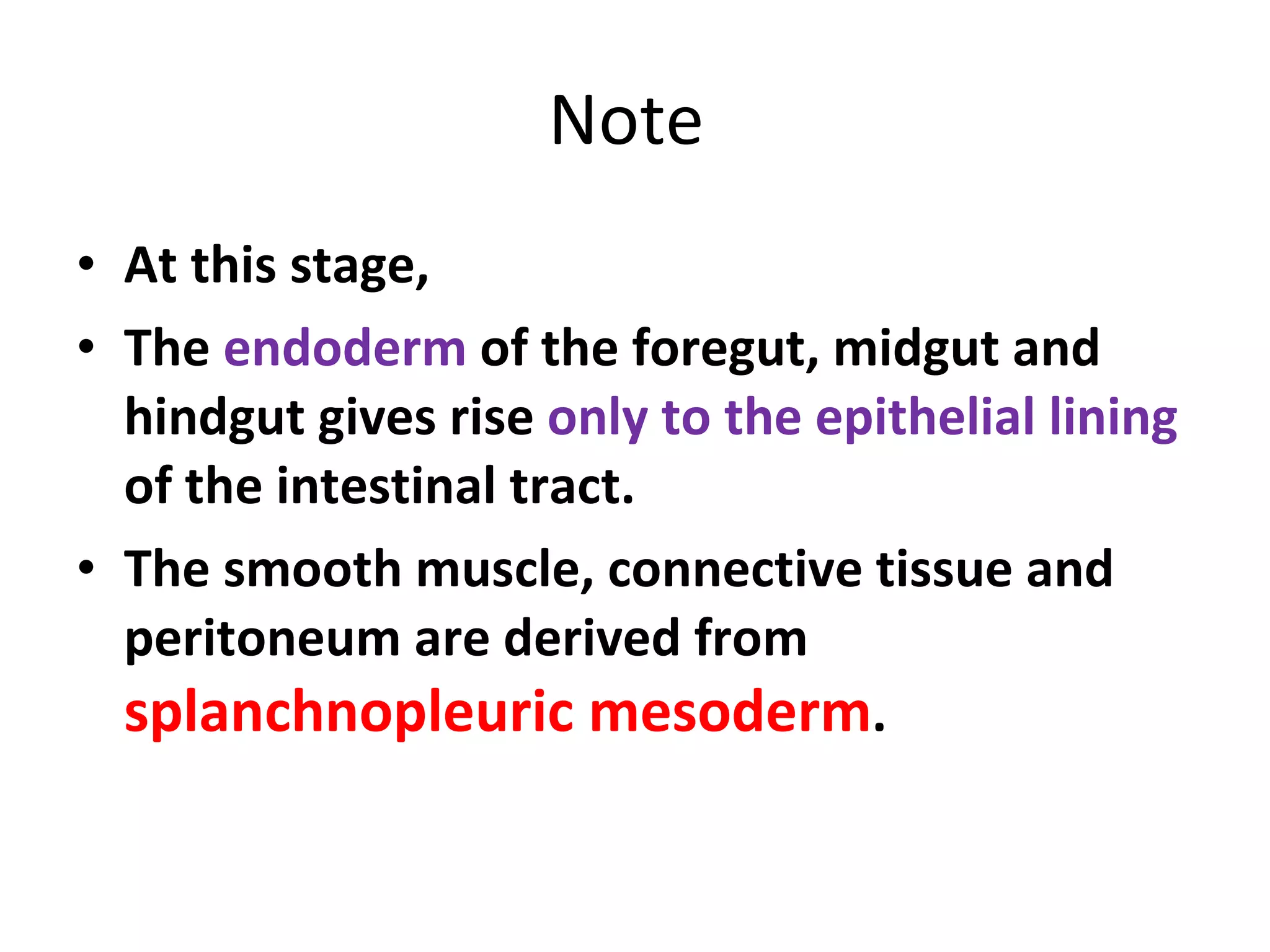 Note  At this stage, The  endoderm  of the foregut, midgut and hindgut gives rise  only to the epithelial lining  of the intestinal tract. The smooth muscle, connective tissue and peritoneum are derived from  splanchnopleuric mesoderm . 