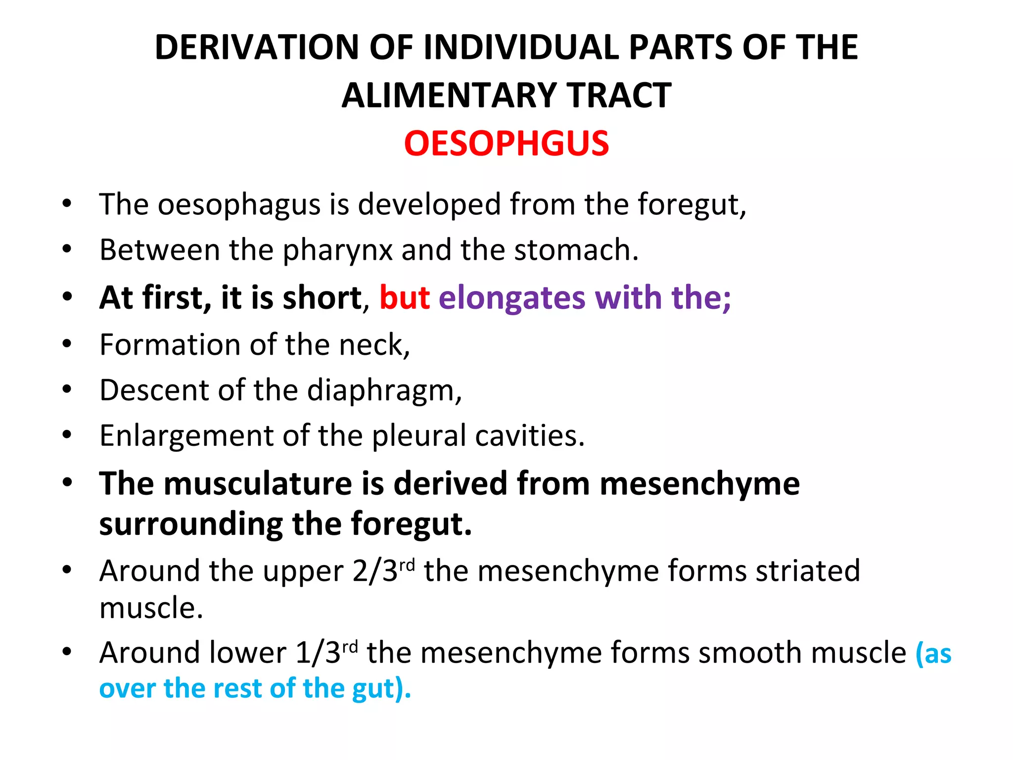 DERIVATION OF INDIVIDUAL PARTS OF THE ALIMENTARY TRACT OESOPHGUS The oesophagus is developed from the foregut, Between the pharynx and the stomach. At first, it is short ,  but   elongates with the; Formation of the neck, Descent of the diaphragm, Enlargement of the pleural cavities. The musculature is derived from mesenchyme surrounding the foregut. Around the upper 2/3 rd  the mesenchyme forms striated muscle. Around lower 1/3 rd  the mesenchyme forms smooth muscle  (as over the rest of the gut). 