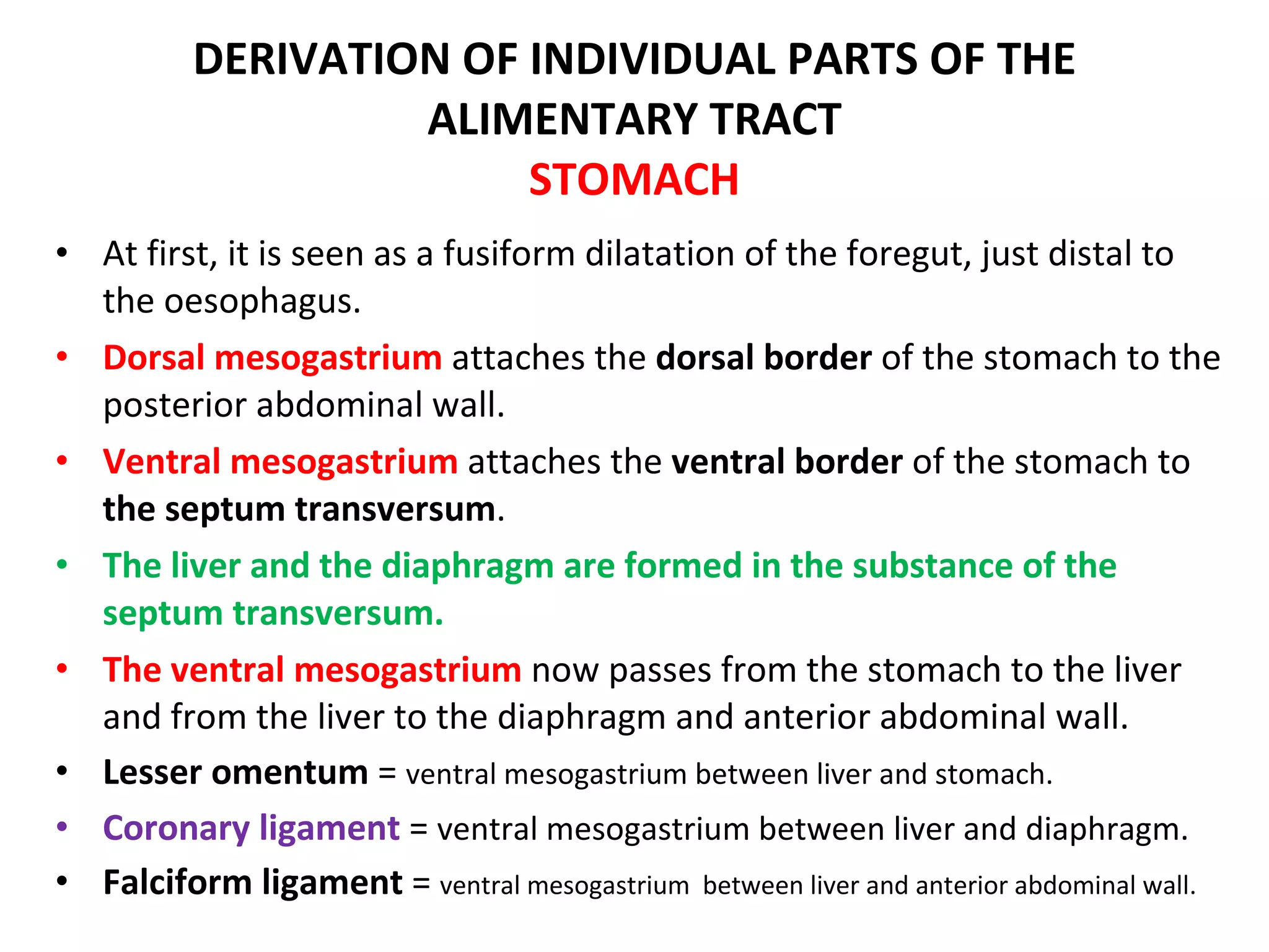 At first, it is seen as a fusiform dilatation of the foregut, just distal to the oesophagus. Dorsal mesogastrium  attaches the  dorsal border  of the stomach to the posterior abdominal wall. Ventral mesogastrium  attaches the  ventral border  of the stomach to  the septum transversum . The liver and the diaphragm are formed in the substance of the septum transversum. The ventral mesogastrium  now passes from the stomach to the liver and from the liver to the diaphragm and anterior abdominal wall.  Lesser omentum  =  ventral mesogastrium between liver and stomach. Coronary ligament  =  ventral mesogastrium between liver and diaphragm. Falciform ligament  =  ventral mesogastrium  between liver and anterior abdominal wall.  DERIVATION OF INDIVIDUAL PARTS OF THE ALIMENTARY TRACT STOMACH 