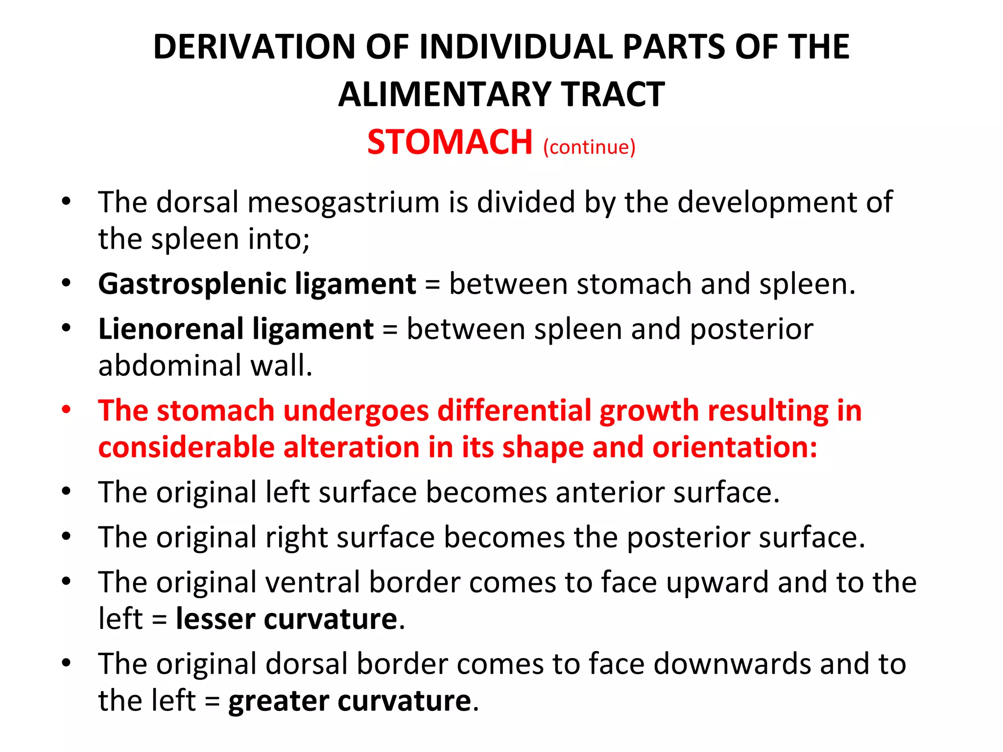 The dorsal mesogastrium is divided by the development of the spleen into; Gastrosplenic ligament  = between stomach and spleen. Lienorenal ligament  = between spleen and posterior abdominal wall. The stomach undergoes differential growth resulting in considerable alteration in its shape and orientation: The original left surface becomes anterior surface. The original right surface becomes the posterior surface. The original ventral border comes to face upward and to the left =  lesser curvature . The original dorsal border comes to face downwards and to the left =  greater curvature . DERIVATION OF INDIVIDUAL PARTS OF THE ALIMENTARY TRACT STOMACH  (continue) 