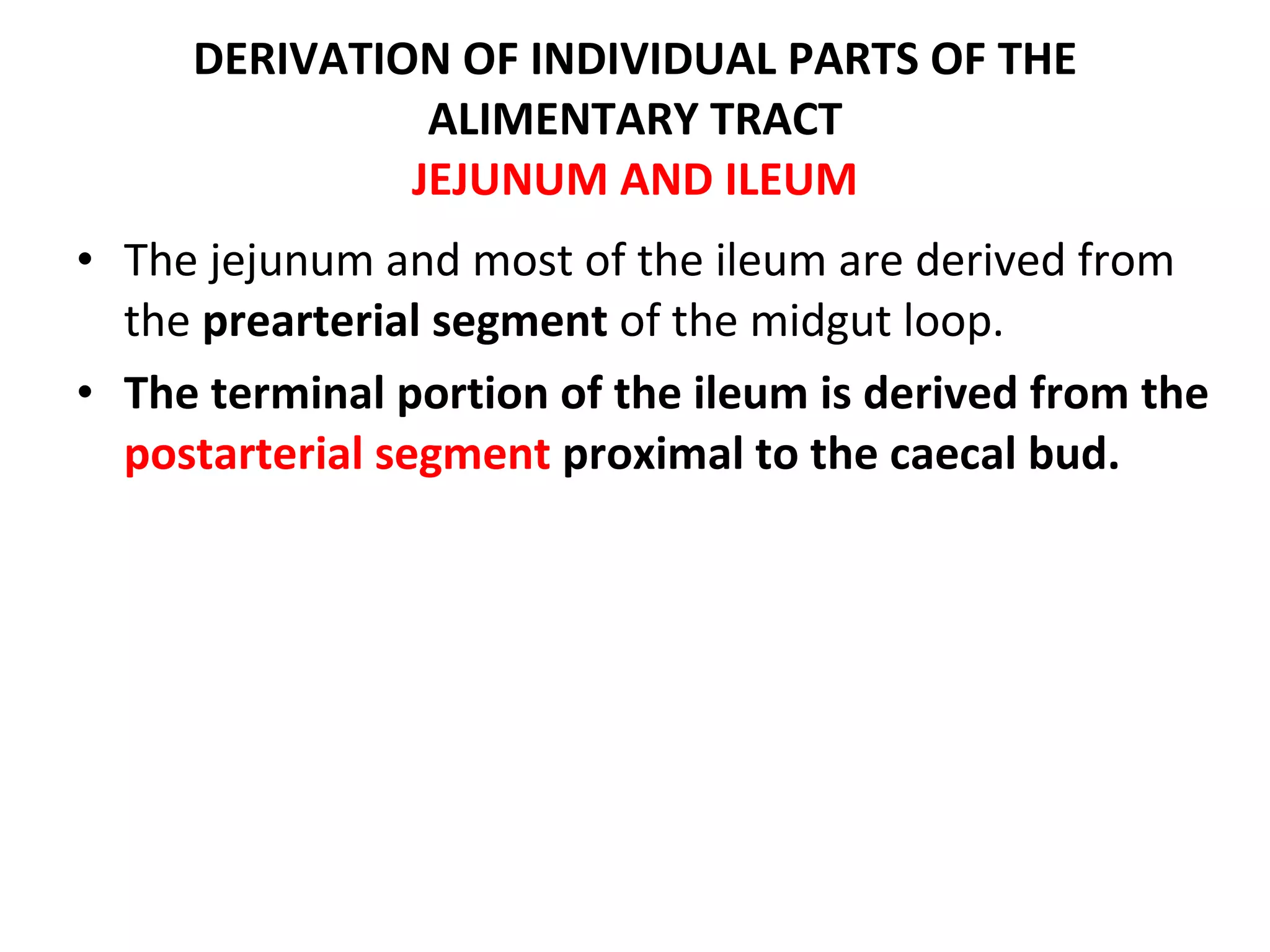 The jejunum and most of the ileum are derived from the  prearterial segment  of the midgut loop. The terminal portion of the ileum is derived from the  postarterial segment  proximal to the caecal bud. DERIVATION OF INDIVIDUAL PARTS OF THE ALIMENTARY TRACT JEJUNUM AND ILEUM 