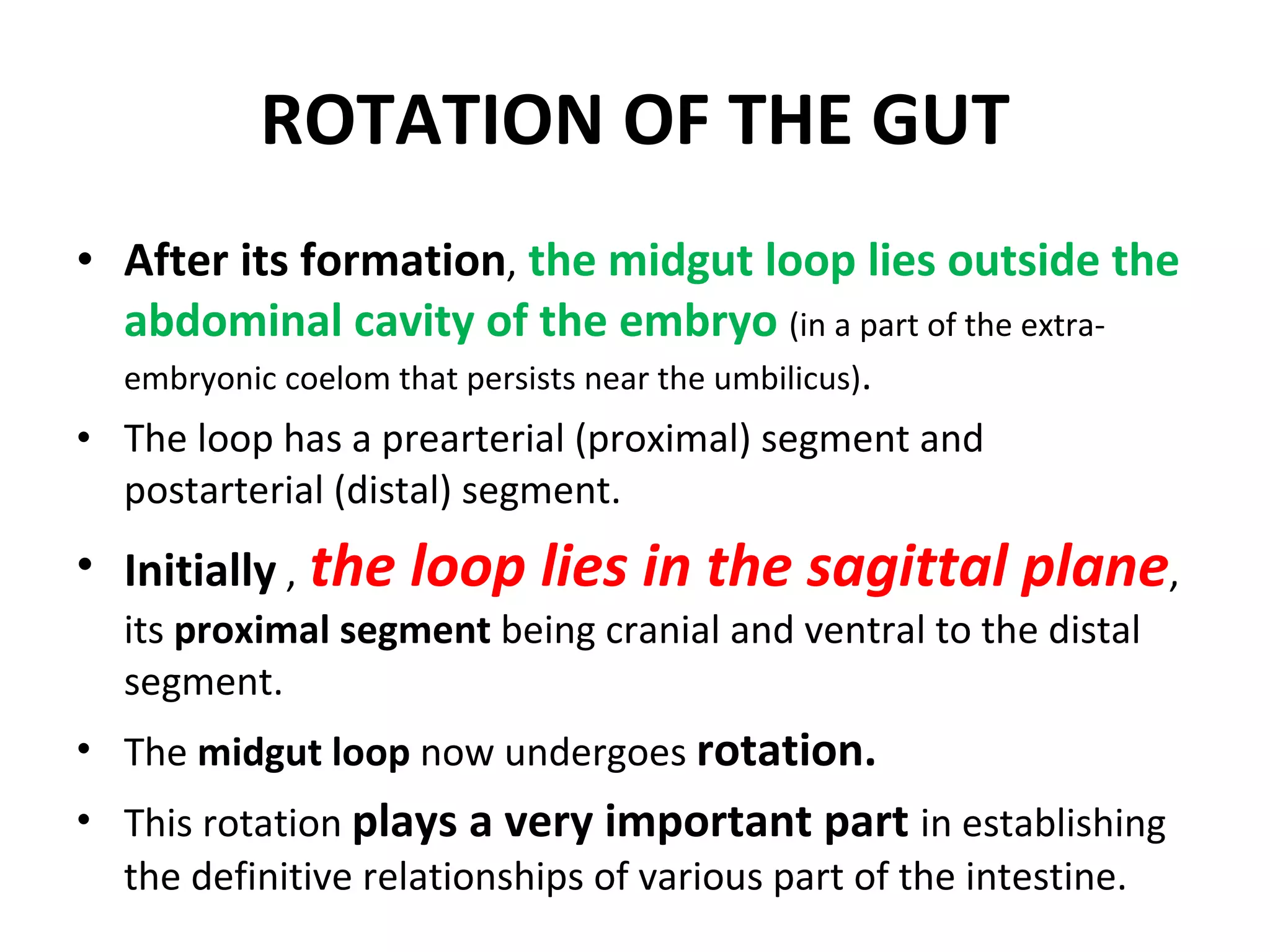 ROTATION OF THE GUT After its formation ,  the midgut loop lies outside the abdominal cavity of the embryo  (in a part of the extra-embryonic coelom that persists near the umbilicus) . The loop has a prearterial (proximal) segment and postarterial (distal) segment. Initially  ,   the loop lies in the sagittal plane , its  proximal segment  being cranial and ventral to the distal segment. The  midgut loop  now undergoes  rotation. This rotation  plays a very important part  in establishing the definitive relationships of various part of the intestine.  