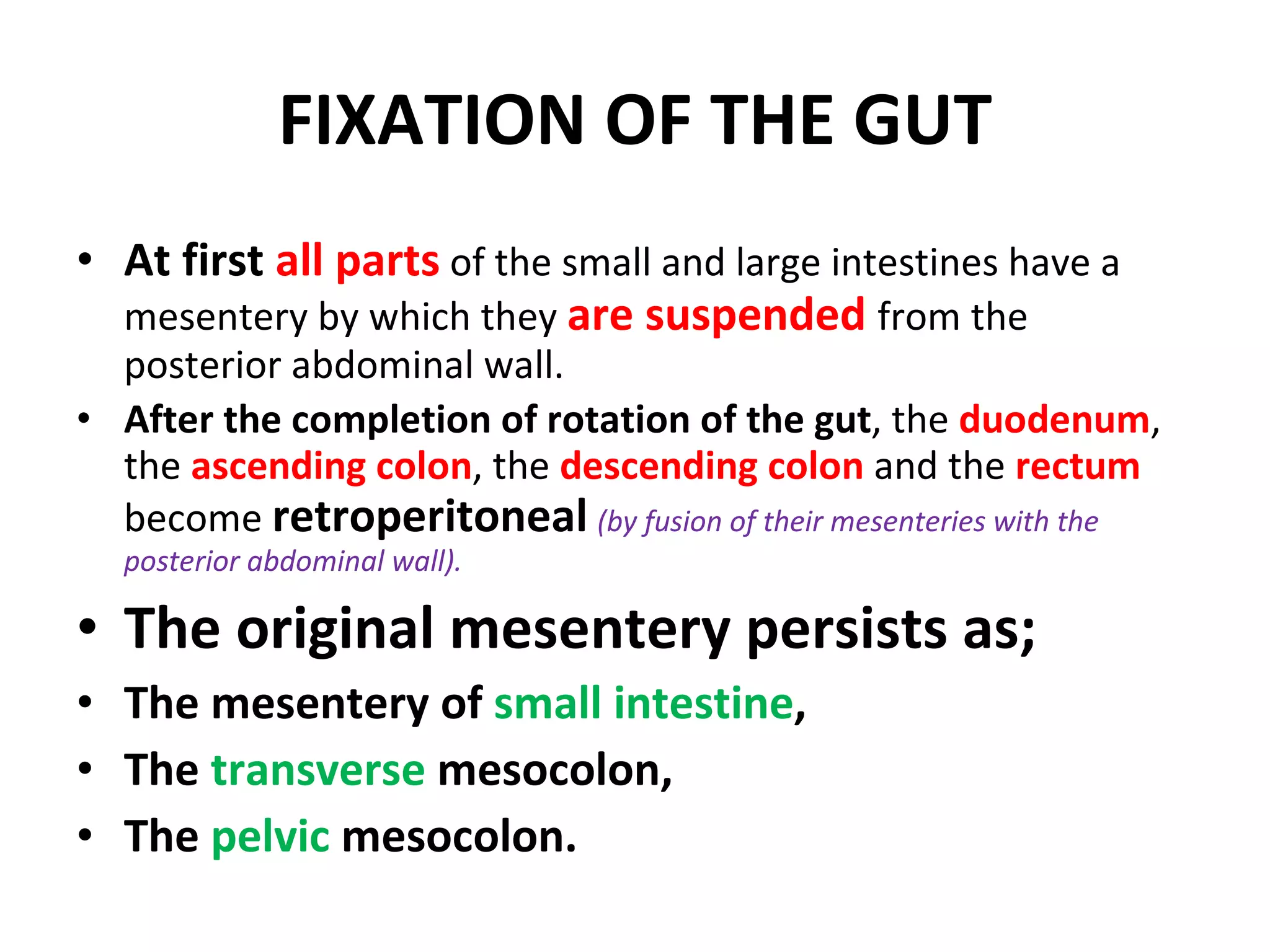 FIXATION OF THE GUT At first  all parts  of the small and large intestines have a mesentery by which they  are suspended  from the posterior abdominal wall. After the completion of rotation of the gut , the  duodenum , the  ascending colon , the  descending colon  and the  rectum  become  retroperitoneal   (by fusion of their mesenteries with the posterior abdominal wall). The original mesentery persists as; The mesentery of  small intestine , The  transverse  mesocolon, The  pelvic  mesocolon. 