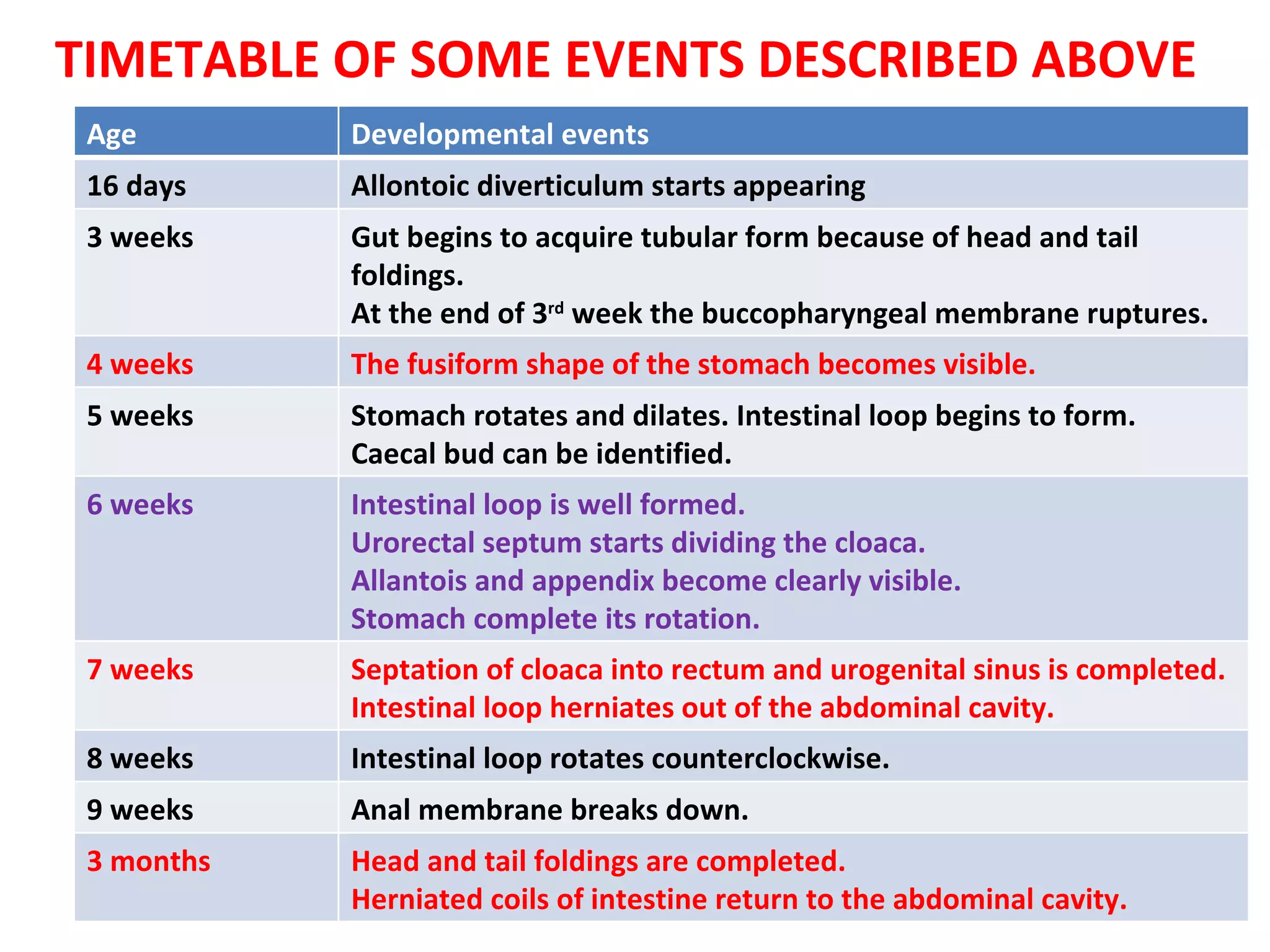 TIMETABLE OF SOME EVENTS DESCRIBED ABOVE Age Developmental events 16 days Allontoic diverticulum starts appearing 3 weeks Gut begins to acquire tubular form because of head and tail foldings. At the end of 3 rd  week the buccopharyngeal membrane ruptures. 4 weeks The fusiform shape of the stomach becomes visible. 5 weeks Stomach rotates and dilates. Intestinal loop begins to form. Caecal bud can be identified. 6 weeks Intestinal loop is well formed. Urorectal septum starts dividing the cloaca. Allantois and appendix become clearly visible. Stomach complete its rotation. 7 weeks Septation of cloaca into rectum and urogenital sinus is completed. Intestinal loop herniates out of the abdominal cavity. 8 weeks Intestinal loop rotates counterclockwise. 9 weeks Anal membrane breaks down. 3 months Head and tail foldings are completed. Herniated coils of intestine return to the abdominal cavity. 