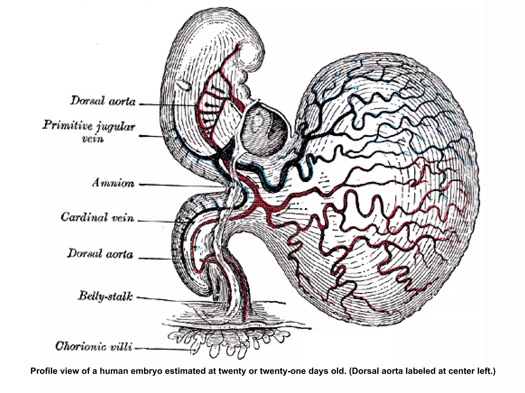 Profile view of a human embryo estimated at twenty or twenty-one days old. (Dorsal aorta labeled at center left.)  