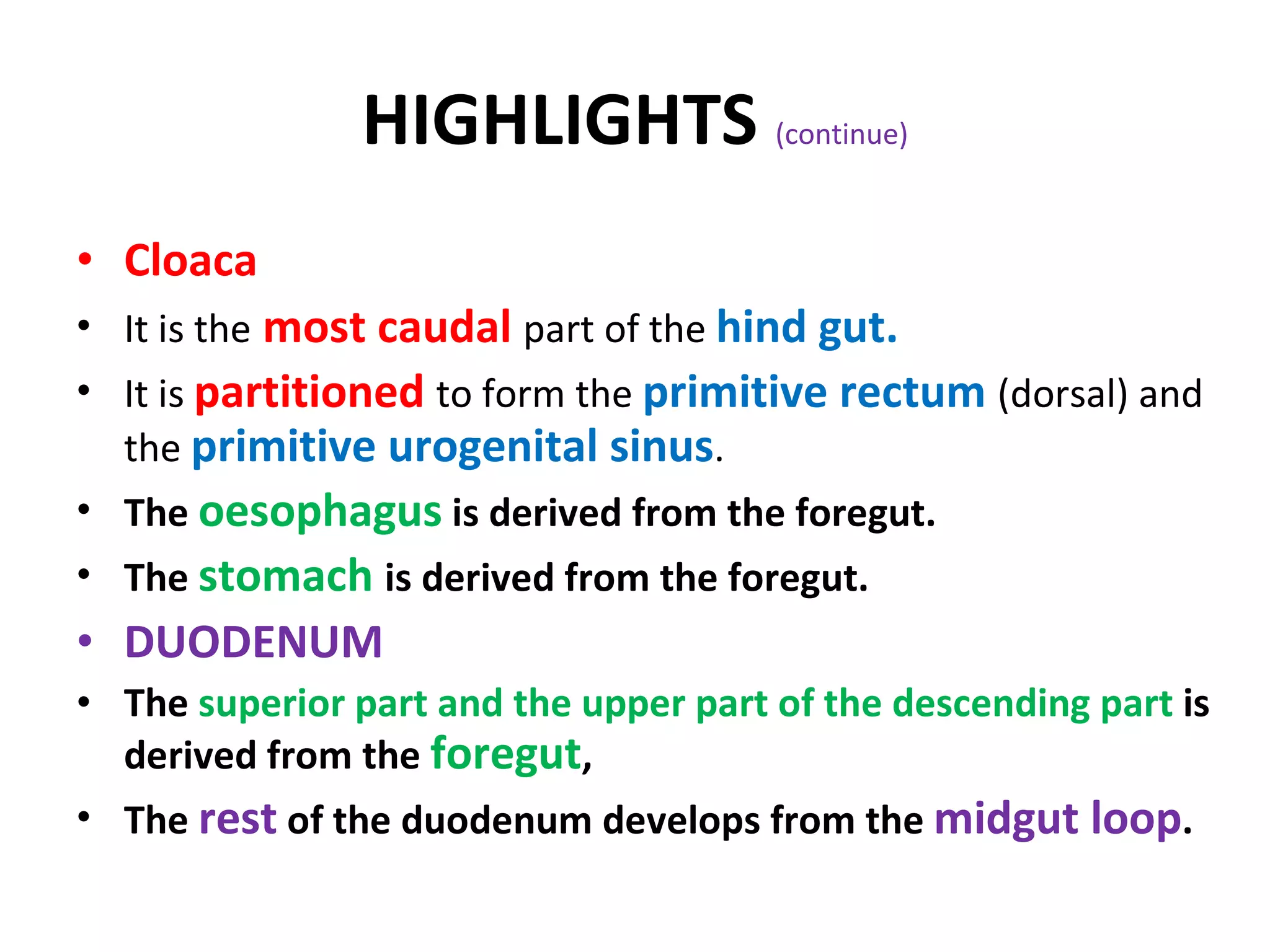 Cloaca  It is the   most caudal   part of the  hind gut. It is  partitioned   to form the  primitive rectum  (dorsal) and the  primitive urogenital sinus . The  oesophagus  is derived from the foregut. The  stomach  is derived from the foregut. DUODENUM  The  superior part and the upper part of the descending part  is derived from the  foregut , The  rest  of the duodenum develops from the  midgut loop . HIGHLIGHTS  (continue) 